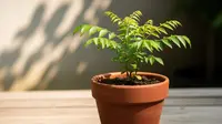 Cara Membuat Tanaman Tumbuh Subur di Pot Kecil, Ini Kunci Perawatannya