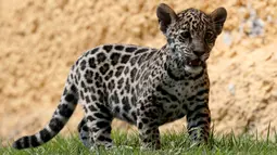 Seekor anak jaguar terlihat selama tur media di Kebun Binatang Altiplano di Tlaxcala dekat Mexico City, Meksiko, pada 24 Mei 2019. Bayi jaguar berjenis kelamin betina tersebut lahir dalam kondisi sehat pada pertengah Maret 2019. (REUTERS/Henry Romero)