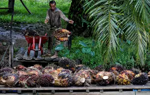 Kopdes Merah Putih Bisa Dapat Alokasi Dana Peremajaan Kelapa Sawit