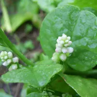 Manfaat daun binahong(sumber: Wikimedia Commons)