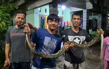 Ular Sanca Muncul Saat Hujan Deras, Berkeliaran di Permukiman Depok