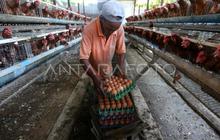 Aceh Tamiang Butuh 600 Ribu Indukan Ayam untuk Swasembada Telur, Tekan Ketergantungan Pasokan Sumut
