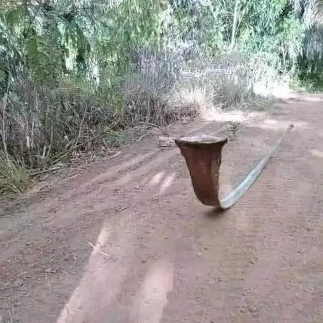 6 Potret Benda Mirip Ular Ini Kocak Tapi Bikin Kaget, Panik Jika Sungguhan