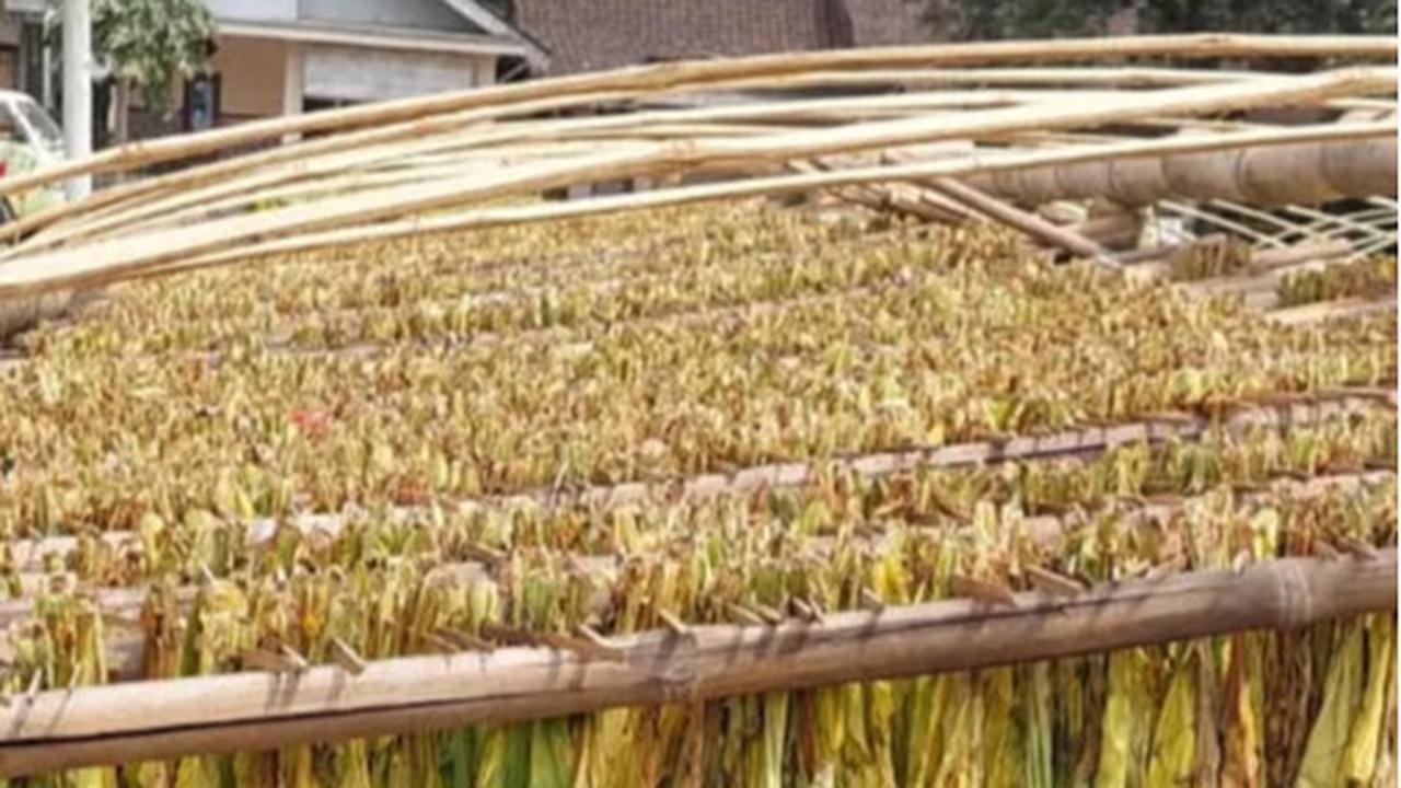6 Juta Buruh Hingga Petani Tembakau Terancam Kehilangan Mata Pencaharian, Kenapa?