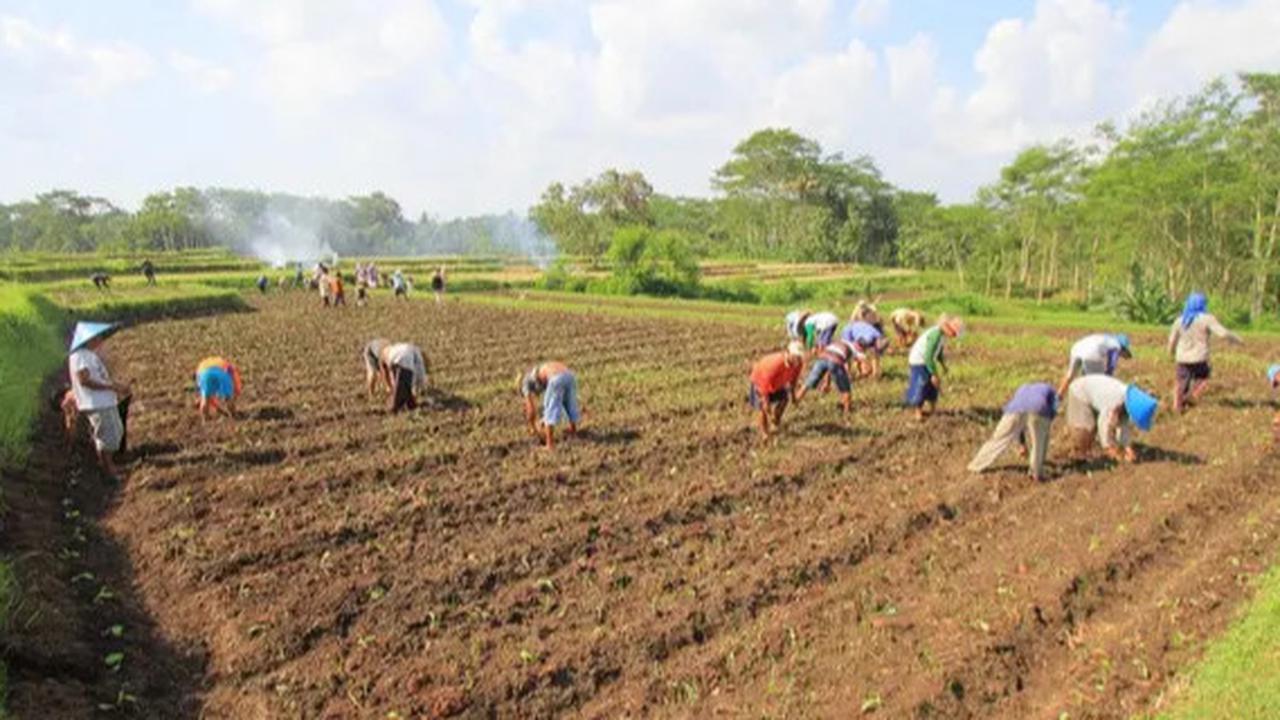 Cara Daftar Petani Milenial 2024, Siapkan Berkas-Berkas Penting Ini agar Diterima
