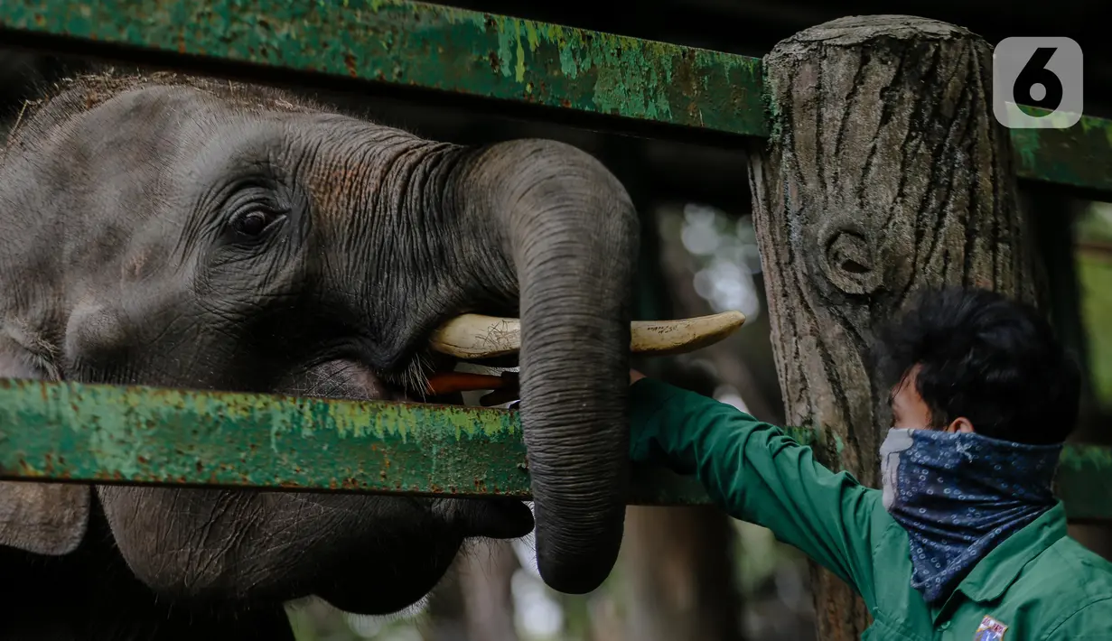 Petugas memberi makan gajah di Taman Margasatwa Ragunan, Jakarta Selatan, Senin (20/4/2020). Pihak pengelola Taman Margasatwa Ragunan tetap melakukan perawatan terhadap seluruh satwa selama pandemi virus corona COVID-19. (Liputan6.com/Faizal Fanani)