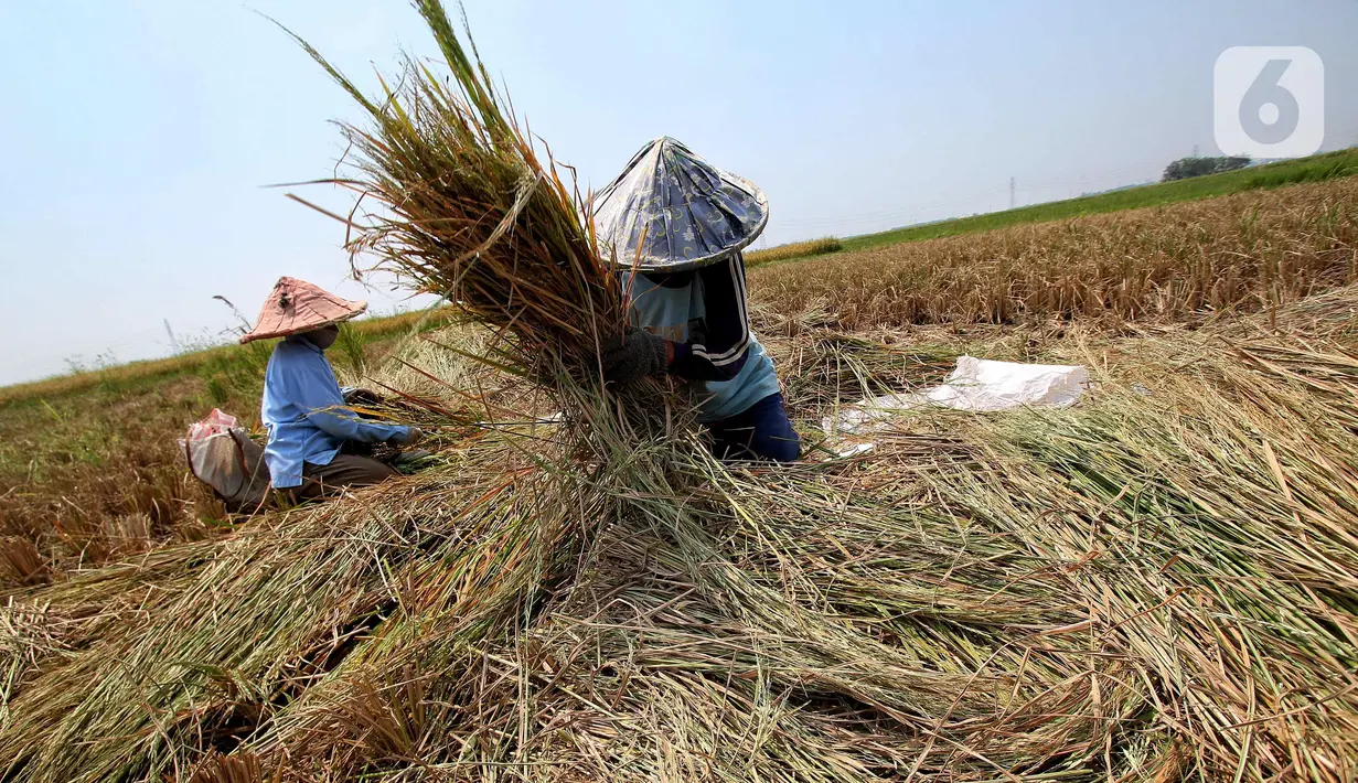 Kenaikan harga gabah di tingkat petani akan memengaruhi nilai jual produk akhir dalam hal ini beras yang dipastikan akan mengalami kenaikan. (Liputan6.com/Angga Yuniar)
