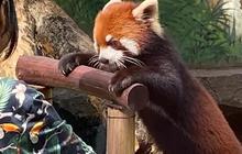 Jepang Kirim Dua Ekor Panda Merah dan Tiga Jerapah ke Indonesia, Ini Tujuannya