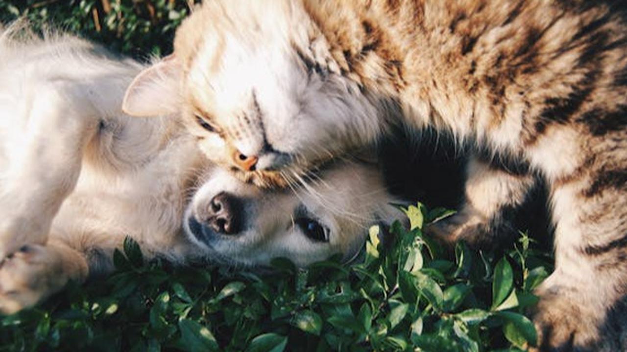 Anjing dan Kucing Bisa Kena Diabetes, Ini Fakta dan Cara Penanganannya