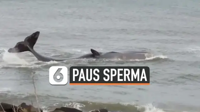 VIDEO: Seekor Paus Sperma Raksasa Terdampar di Pantai Inggris