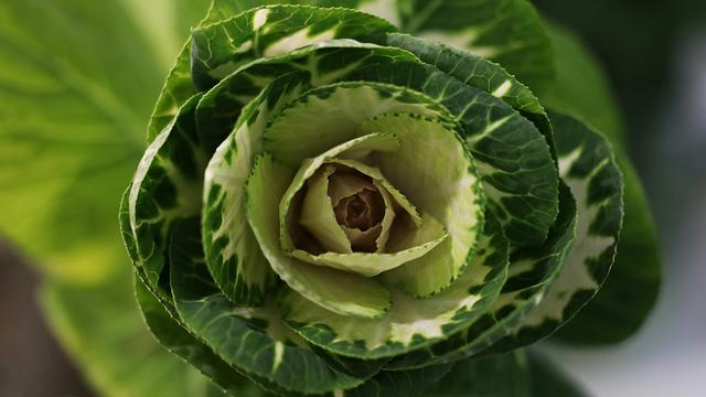 Mitos: Ibu Menyusui Harus Menghindari Kol dan Brokoli