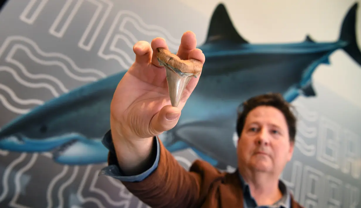 Seorang penggemar amatir fosil, Philip Mullaly memegang gigi langka dari hiu raksasa prasejarah di Museum Melbourne, Kamis (9/8). Spesies itu diketahui hidup di perairan Australia sekitar 25 juta tahun lalu. (AFP Photo/William WEST)