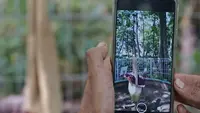 Pengunjung mengambil foto dari Bunga Bangkai (Amorphophallus Titanum) yang ada di kawasan Arboretum di Kementerian Lingkungan Hidup dan Kehutanan, Jakarta, Jumat (10/12/2021). Keberadaan bunga bangkai juga dilindungi dengan Peraturan Pemerintah Nomor 7 tahun 1999. (Liputan6.com/Herman Zakharia)
