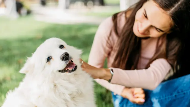 Petting Dog