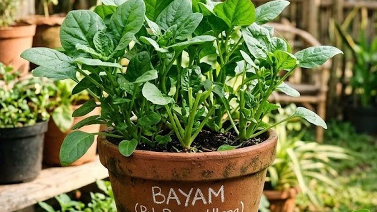 16 Sayuran yang Bisa Dipanen Berkali-kali di Pot, Praktis untuk Kebun Rumahan