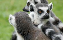 27 Oktober Hari Lemur Sedunia, Ketahui Sejarah dan Upaya Konservasinya