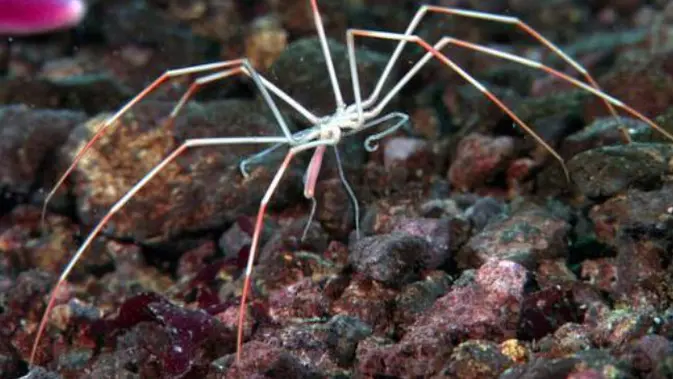 Giant Sea Spider/Laba-laba Laut Raksasa (Dok/American Museum of Natural History)