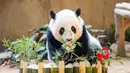 Panda raksasa Yi Yi menikmati kudapan ulang tahun di Kebun Binatang Nasional Malaysia, Selasa (14/1/2020). Yi Yi merupakan panda raksasa kedua yang lahir di Malaysia. (Xinhua/Zhu Wei)