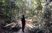 Kementerian Kehutanan Tangkap Pelaku Pembalakan Liar di TN Bukit Tiga Puluh
