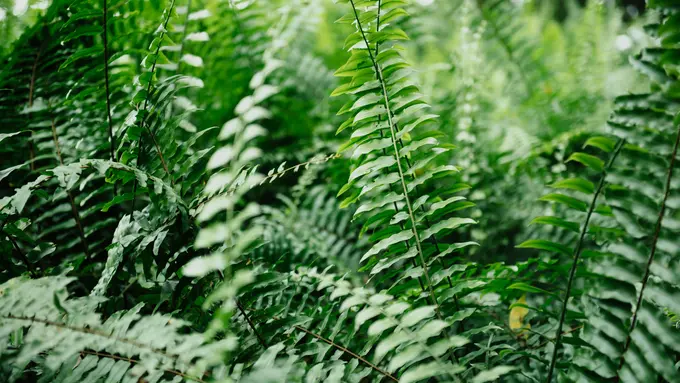 7 Tanaman Hias Penjernih Udara Alami di Dalam Rumah