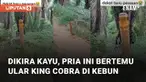 Seorang pria seperti merasakan hampir mati saat tidak sengaja bertemu ular king cobra di kebun