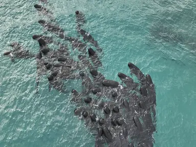 Foto udara selebaran yang diambil pada 25 Juli 2023 dan dirilis oleh Departemen Keanekaragaman Hayati, Konservasi, dan Atraksi Australia Barat, menunjukkan 60-70 paus pilot berkumpul sebelum banyak yang terdampar di Pantai Cheynes dekat Albany di Australia Barat.  (WA Department of Biodiversity, Conservation and Attractions / AFP)