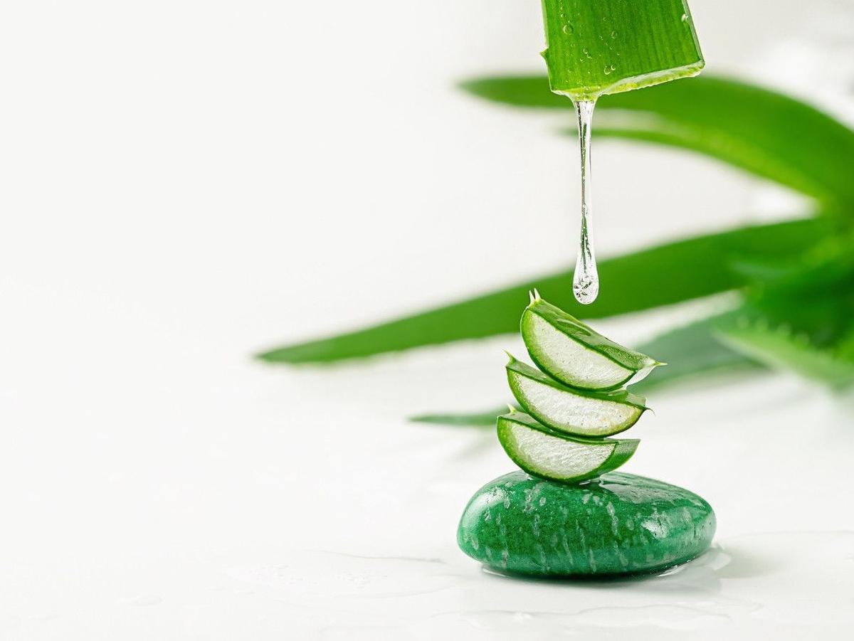 Lidah Buaya (Aloe Vera)