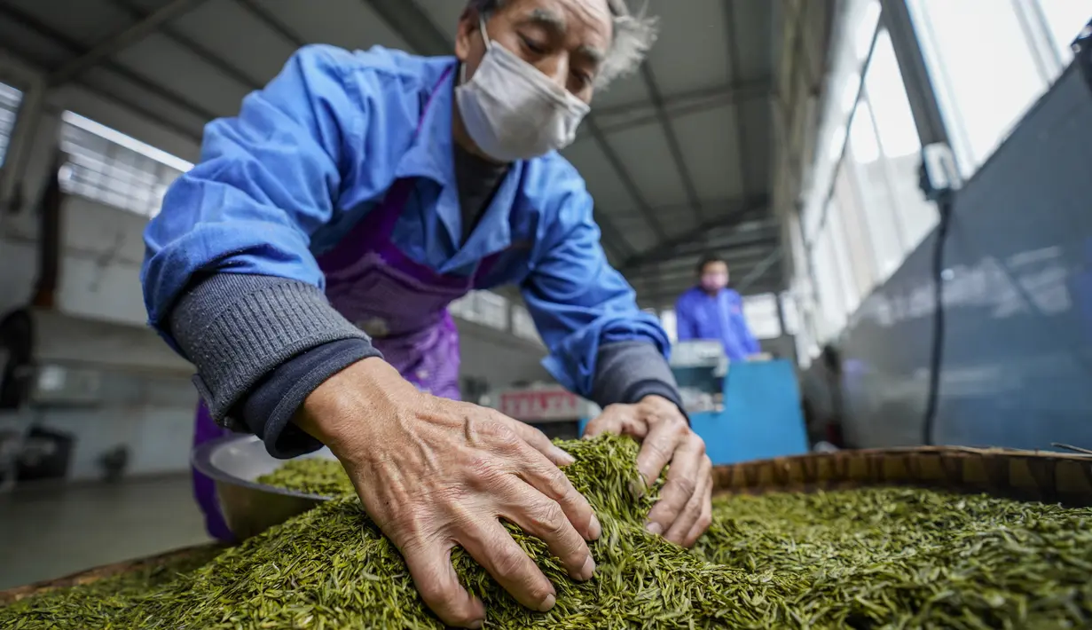 Aktivitas pekerja di sebuah pabrik teh di Chongqing, China, Minggu (23/2/2020). Melalui peningkatan upaya pengendalian epidemi virus corona atau COVID-19, pabrik teh di China mulai melanjutkan kegiatan produksi pada awal musim semi ketika pucuk daun teh mulai terlihat. (Xinhua/Liu Chan)