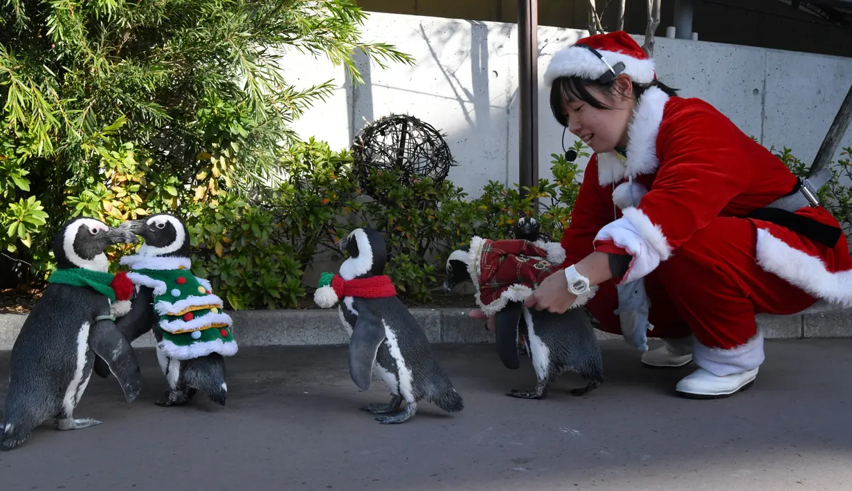 Penjaga memandu penguin Afrika berkeliling taman rekreasi Hakkeijima Sea Paradise dengan dandanan layaknya Santa Claus, di Yokohama, Tokyo, 5 Desember 2017. Tingkah penguin itu sangat menggemaskan setiap orang yang melihat. (Toru YAMANAKA/AFP)