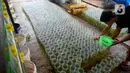 Pekerja menyortir anakan ikan cupang hias yang siap dibesarkan di pusat budidaya cupang Boston Betta Serpong, Tangerang Selatan, Selasa (8/12/2020). Dalam sebulan Boston Betta mampu menjual Ikan cupang hias sebanyak 10 ribu ekor dengan harga Rp20 ribu - Rp1,5 juta per ekor. (merdeka.com/Dwi Narwoko)