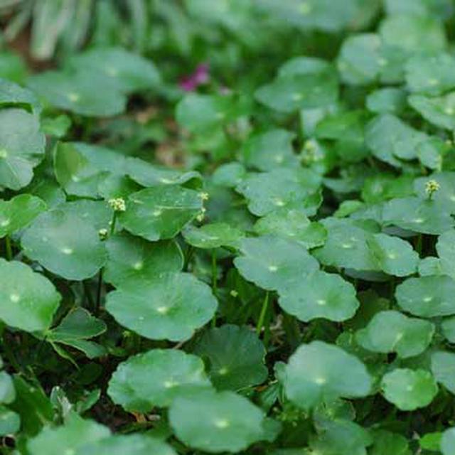 Gotu Kola The Cure For Varicose Veins