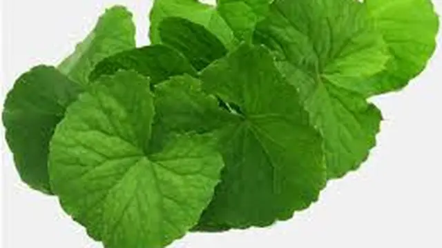 5 Manfaat Daun Pegagan Untuk Otak, Dapat Meningkatkan Daya Ingat