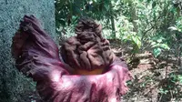 Bunga bangkai (Amorphophallus paeoniifolius). (Liputan6.com/Bima Firmansyah)