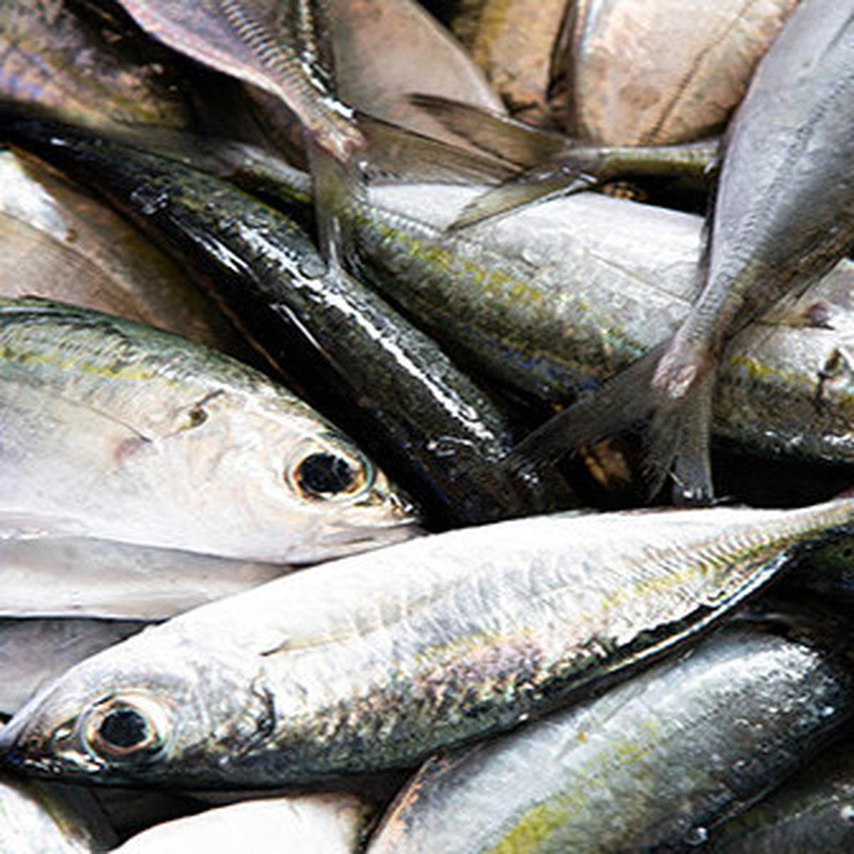 Ilustrasi ikan tuna