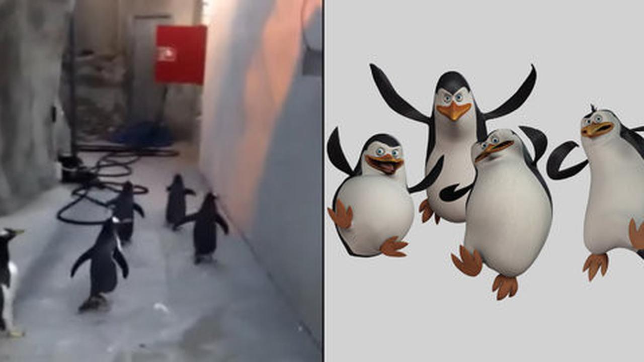 Lucu, 5 pinguin ini coba kabur ala film Penguins of Madagascar