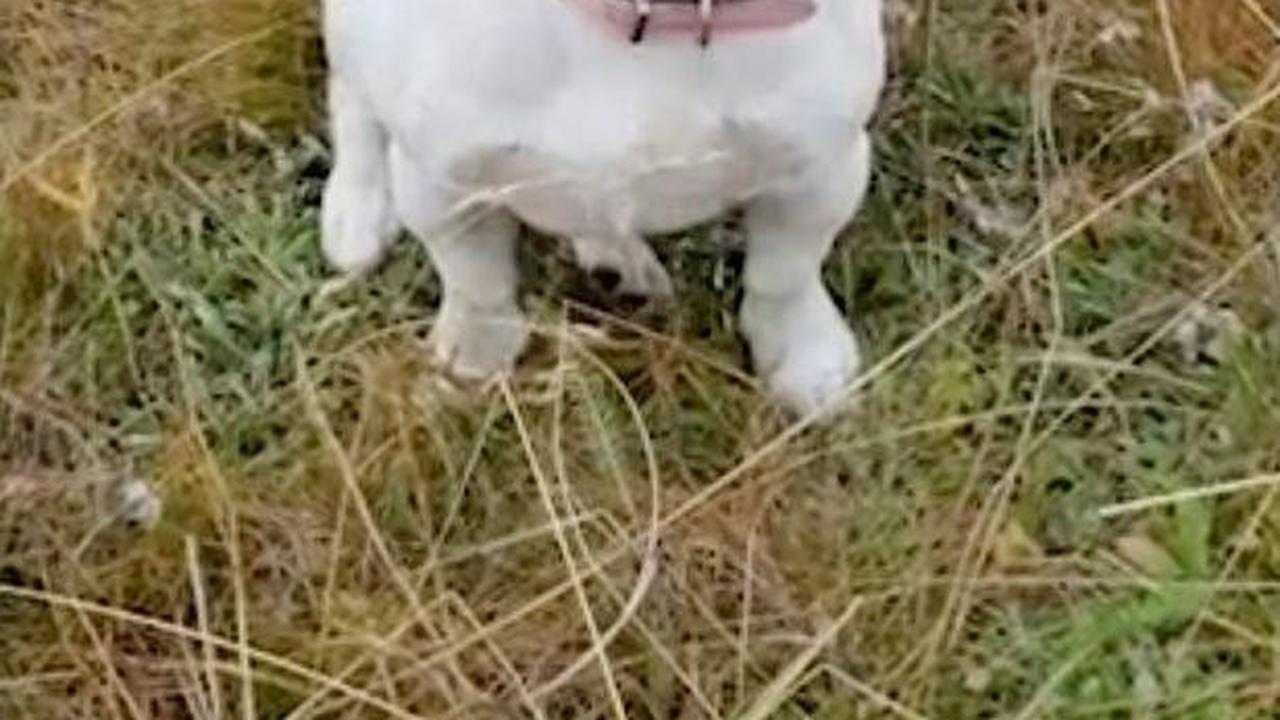 Aksi Heroik Anjing Rela Mati Demi Selamatkan Pemiliknya dari Serangan Serigala