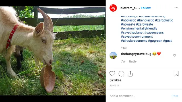 Kambing menyantap piring biotrem