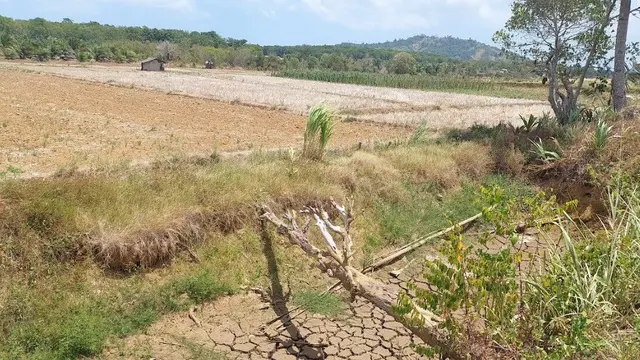 Lahan Sawah.