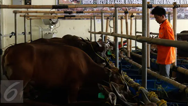 20150909-Ahok Keluarkan Ingub Terkait Pelarangan Potong Hewan Qurban-Depok
