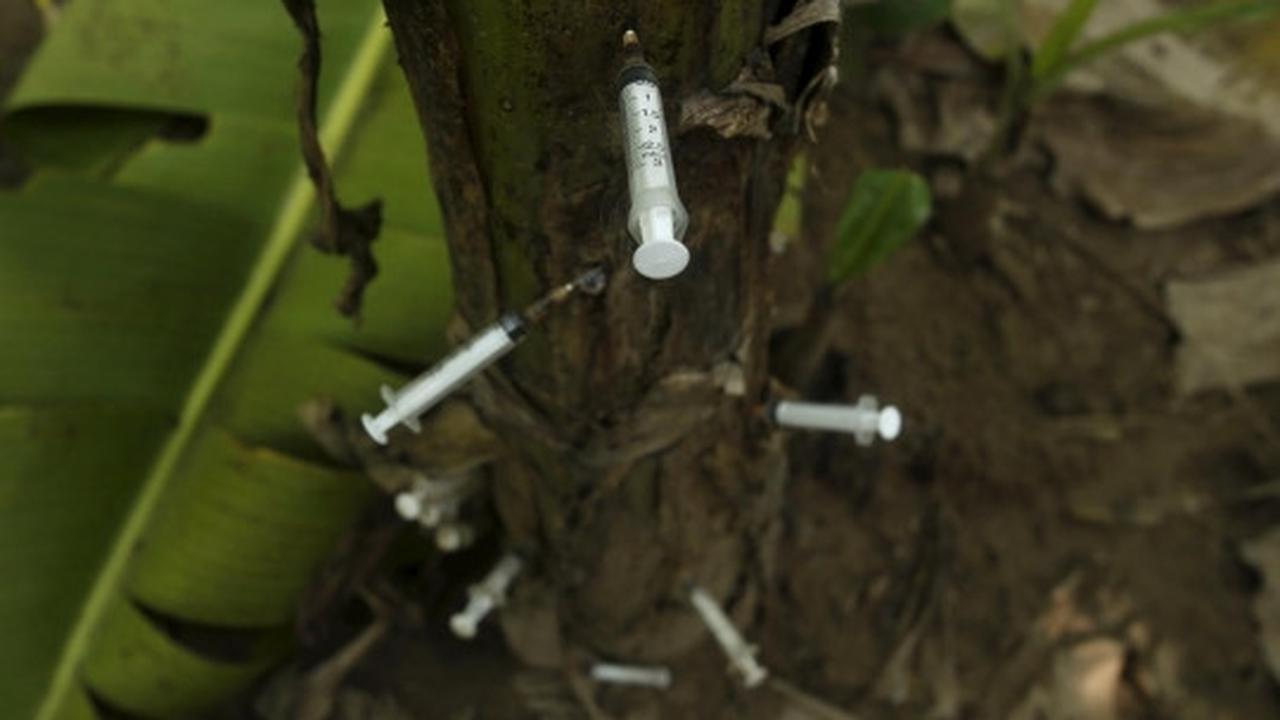 Potret suram pecandu heroin simpan jarum suntik di pohon pisang