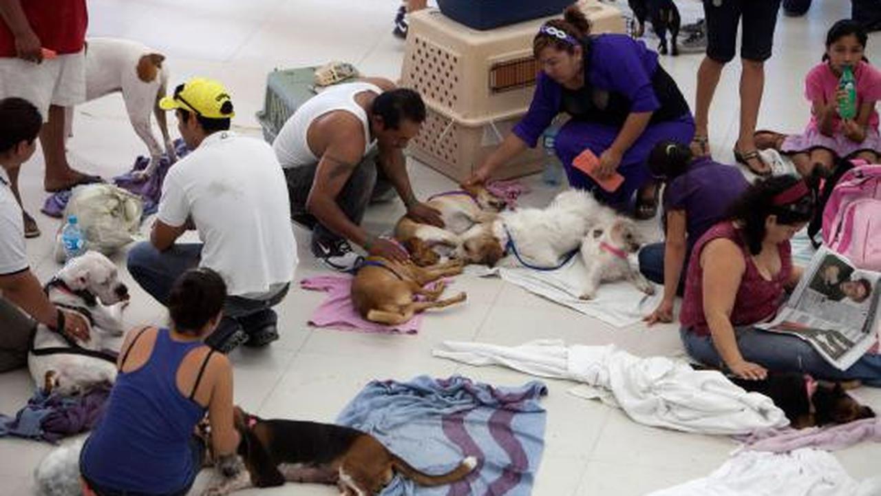 Ribuan kucing & anjing diberi vaksin rabies