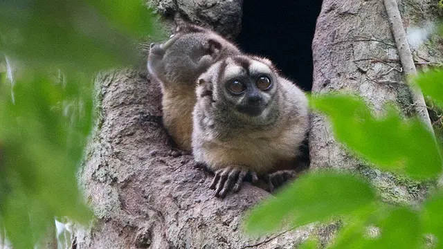Ilustrasi Night Monkey | Wikimedia Commons
