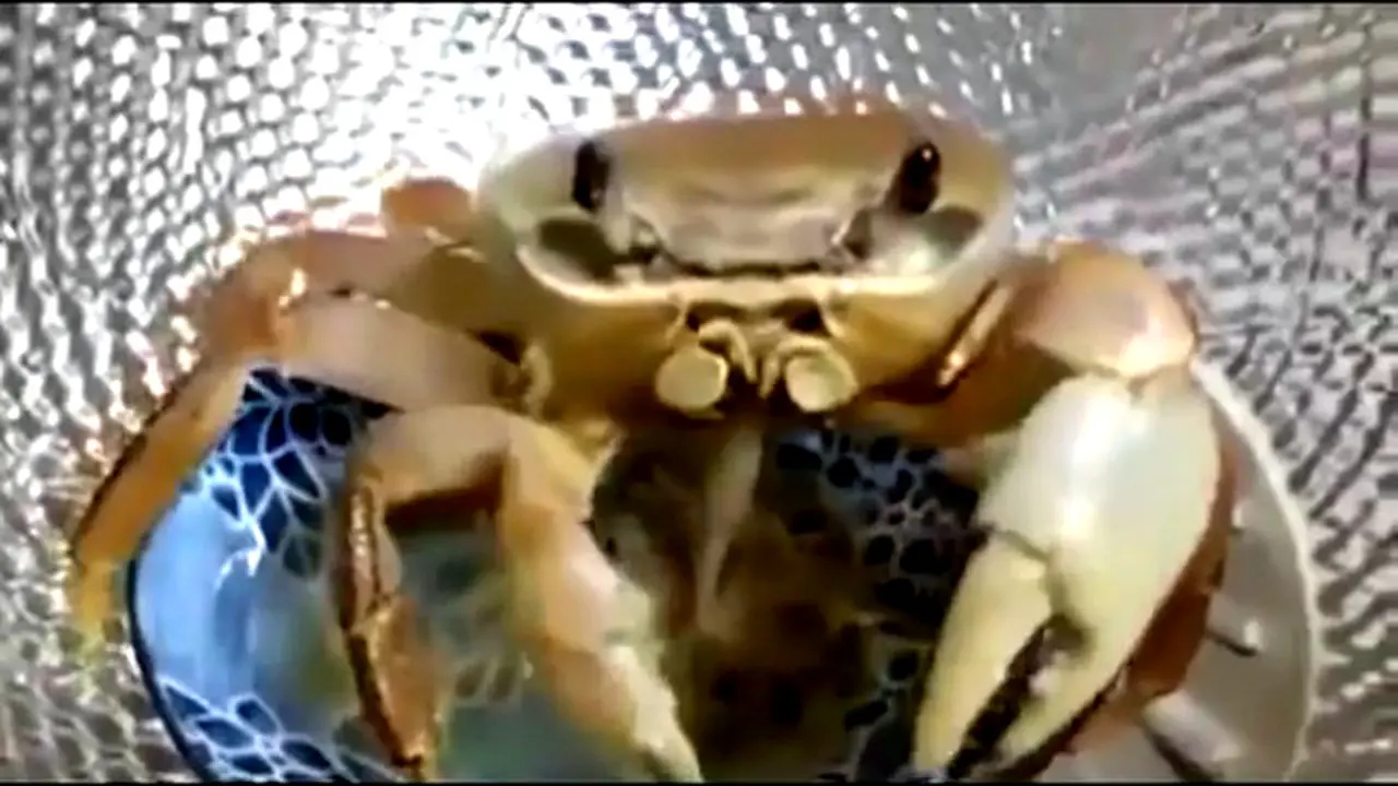 Kepiting Ketagihan Bakmi Korea 