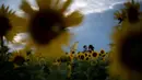 Orang-orang mengunjungi tanaman bunga matahari di ladang bunga Nokesville, Virginia pada Kamis (22/8/2019). (Photo by Brendan Smialowski / AFP)