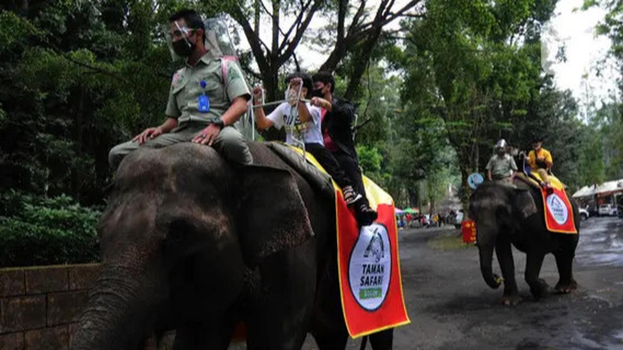 Pengunjung Keluar Kendaraan & Langgar Aturan di Taman Safari, Awas Sanksi Tegas Menanti!