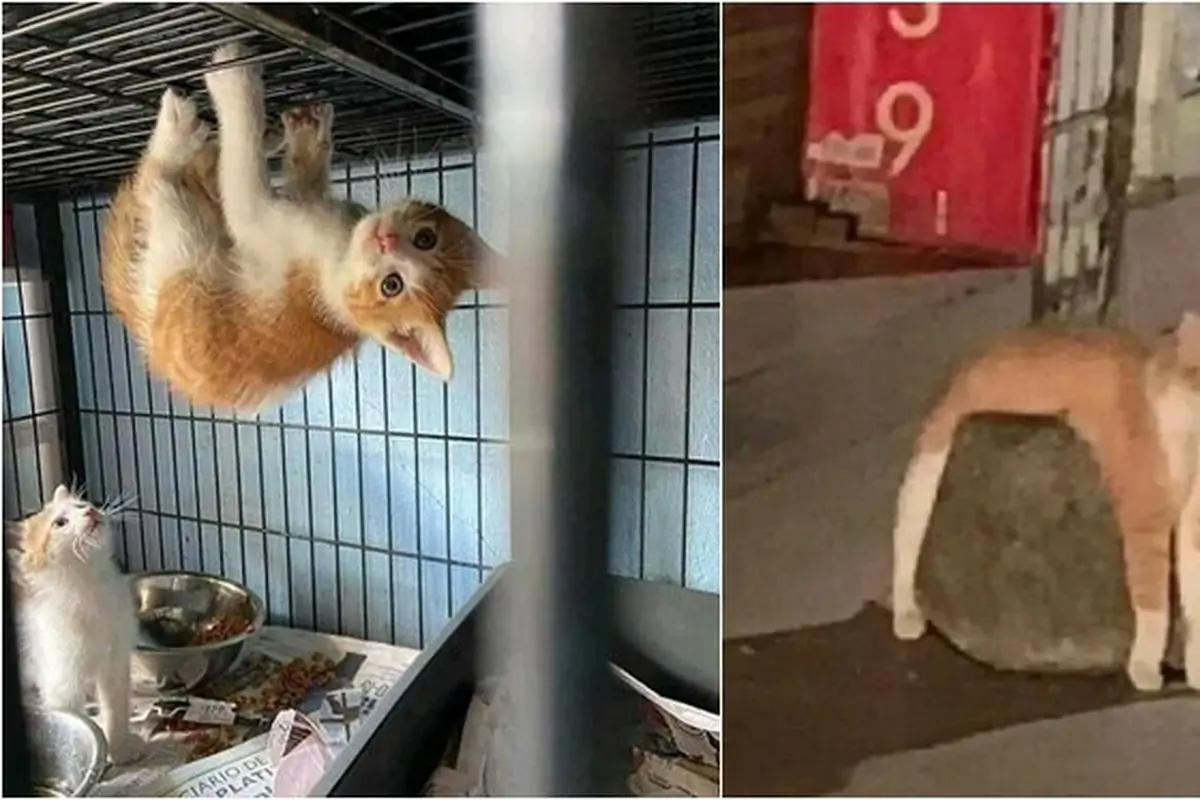 8 Potret Tingkah Kucing saat Gabut Ini Bikin Tepuk Jidat