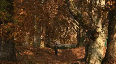 Seorang gadis berjalan melewati pepohonan yang merontokkan daun musim gugurnya di taman Nishat Bagh di Srinagar (16/11/2020). (AFP/Tauseef Mustafa)