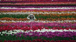 Abbotsford Tulip Festival, yang mengumumkan penutupannya pada tahun 2021, kembali hadir tahun ini karena permintaan yang tinggi dan di lokasi yang baru. (Darryl Dyck/The Canadian Press via AP)