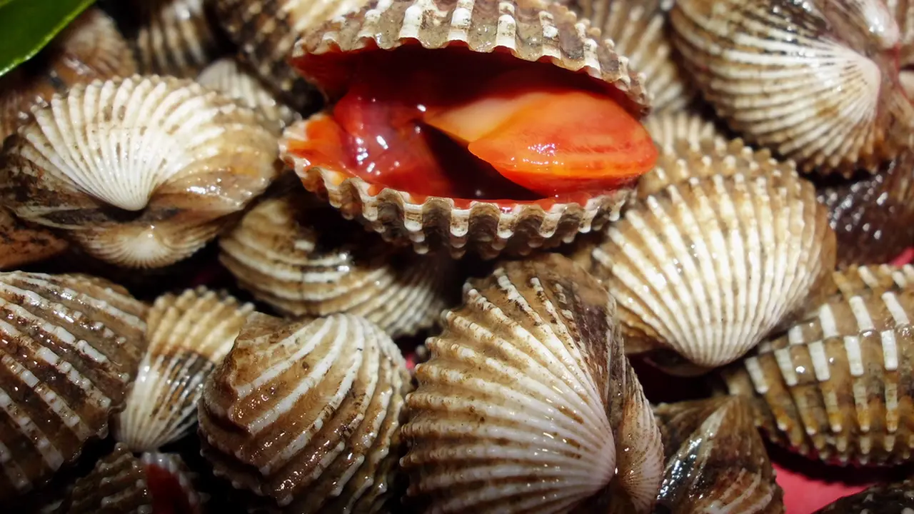 Kerang dan Kolesterol Tinggi