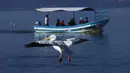 Seekor pelicanos borregones atau pelikan putih terbang di atas Danau Chapala, Petatan, Meksiko, 5 Februari 2022. Kawanan pelikan putih terbang dari Kanada dan Amerika Serikat ke iklim yang lebih hangat di Pulau Petatan. (AP Photo/Armando Solis)